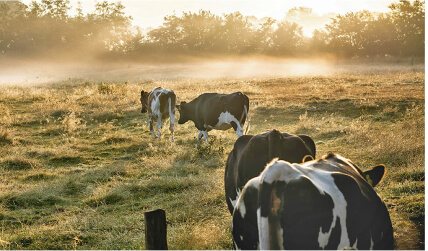 Cows in a pasture