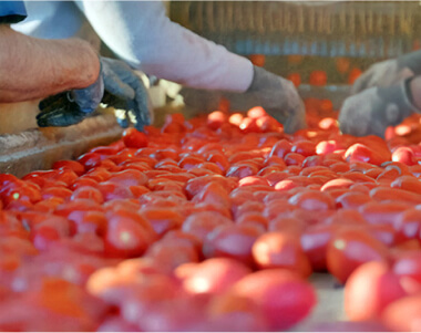 Multiple tomatoes on a table