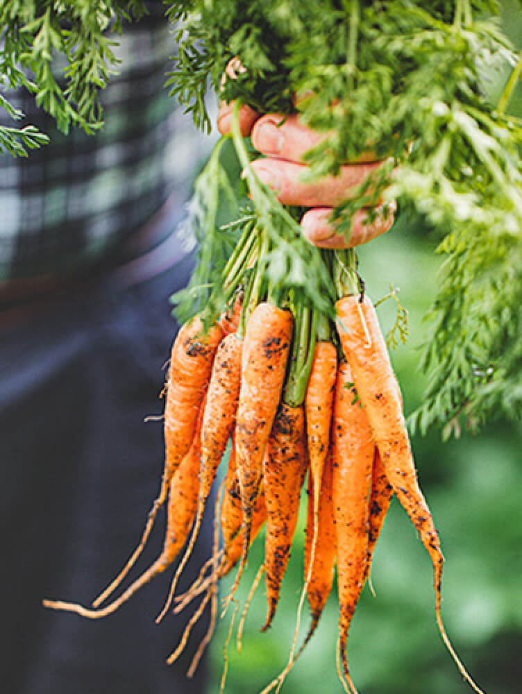 urban agriculture