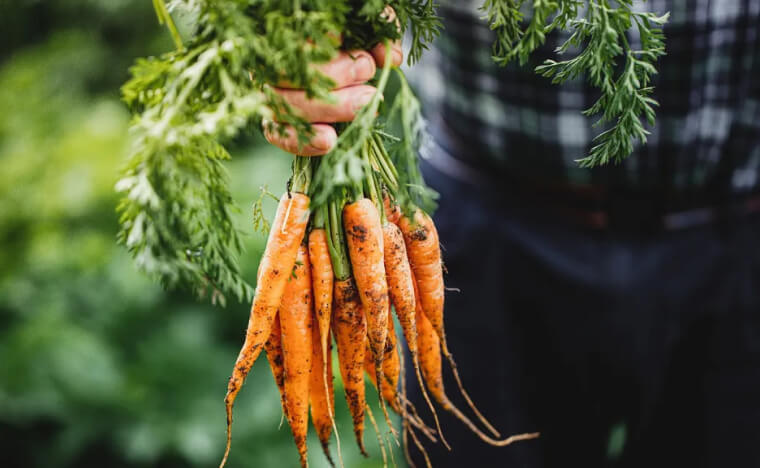 urban agriculture