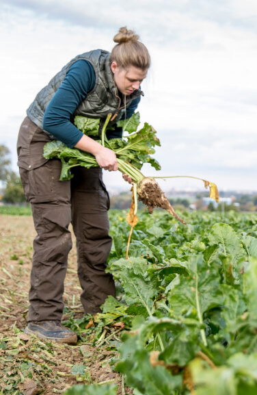 Farmer harvesting plants