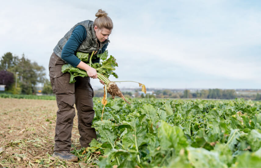A farmer working on their crops by hand
