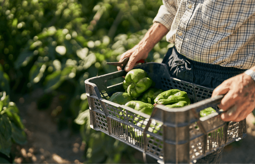 Farmer holding peppers