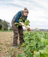 A farmer harvesting a root vegetable