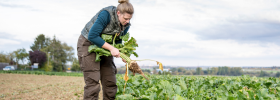 A farmer harvesting a root vegetable