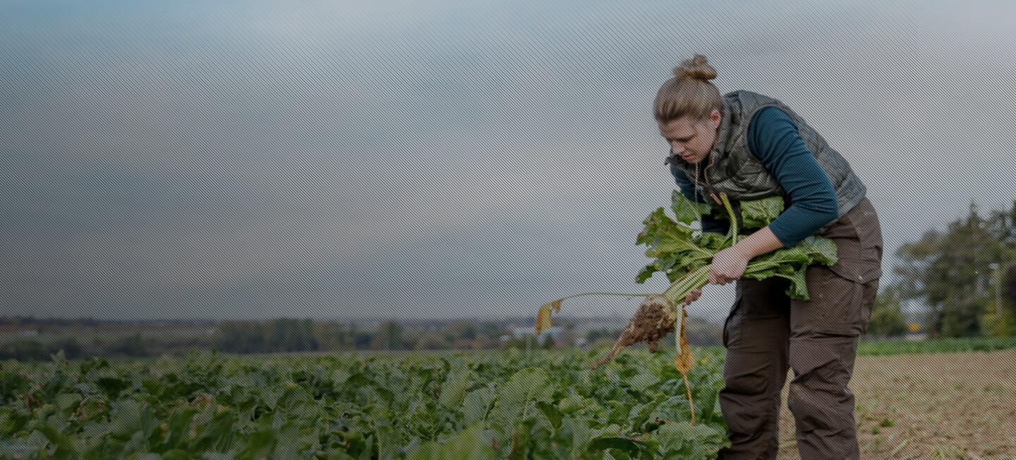 A farmer working on their crops by hand