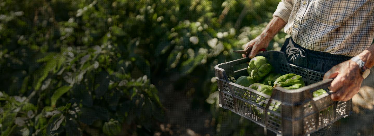 Farmer holding peppers